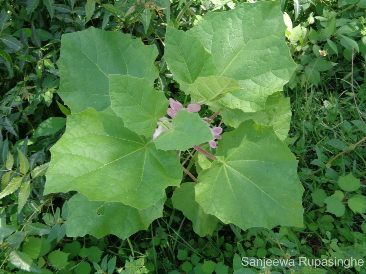 Martynia annua L.